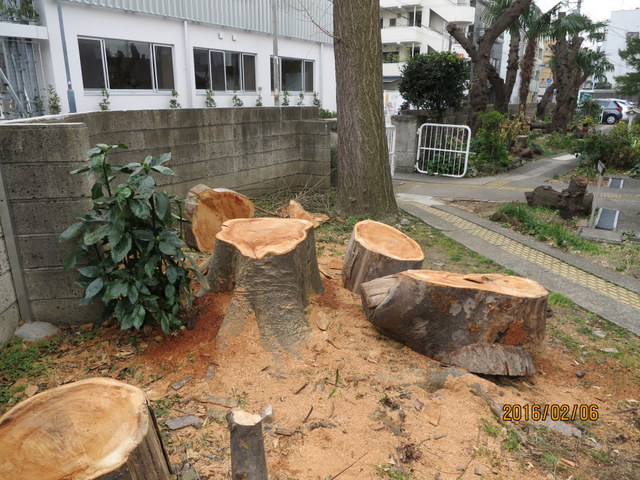 横浜の蒔田教会で巨木伐採