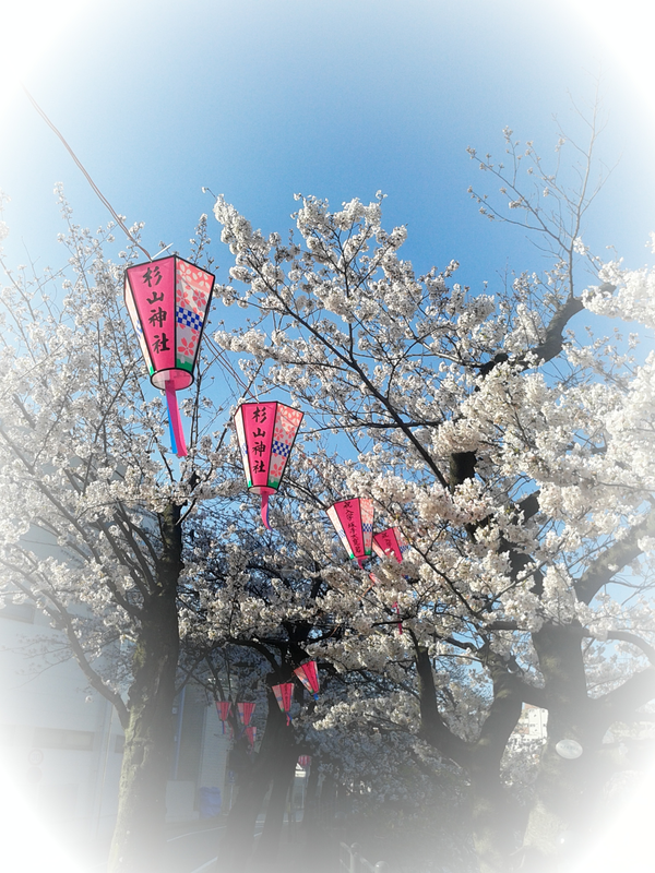 横浜南区蒔田の桜2014